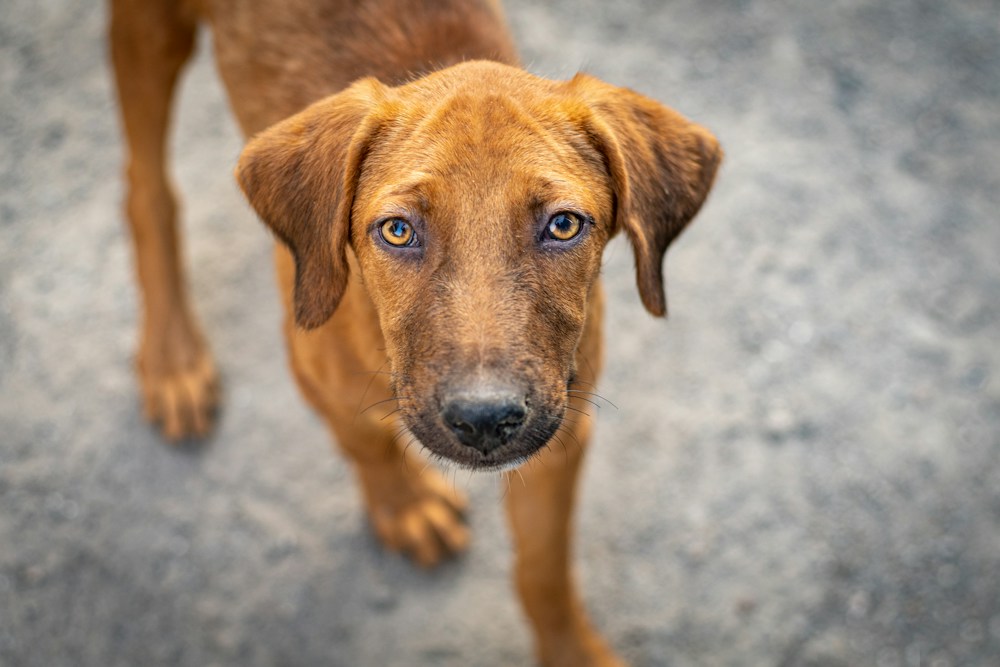 An Indian street puppy