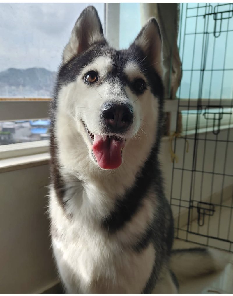 Roma, Pranav’s first pet and the inspiration behind the canine figure in the PLS Foundation logo.